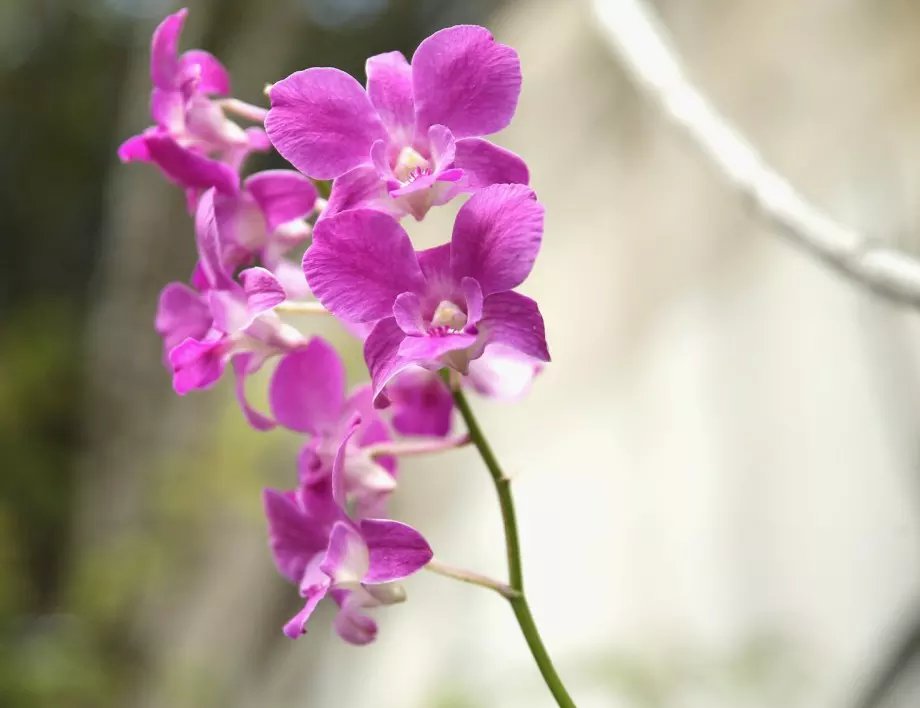 Ето как да вдъхнем нов живот на спаружената орхидея