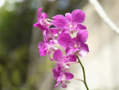 Орхидеята ще цъфти по-дълго: 3 грешки в грижите, които трябва да избягвате
