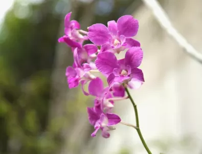 Рецептата за здрава и красива орхидея през зимата