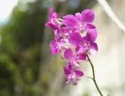 Как се прави размножаване на орхидеи от цветоносен прът?