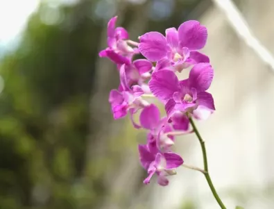 Как се прави размножаване на орхидеи от цветоносен прът?