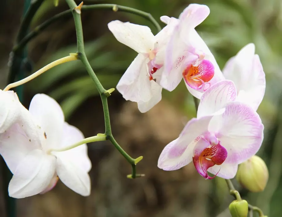 Ако пресаждате орхидеите по ТОЗИ начин, цъфтежът ще е ОБИЛЕН