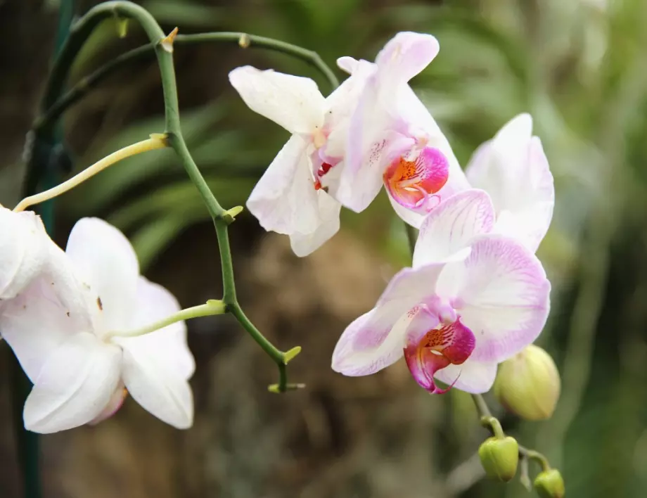 Орхидеите лекуват една от най-опасните болести