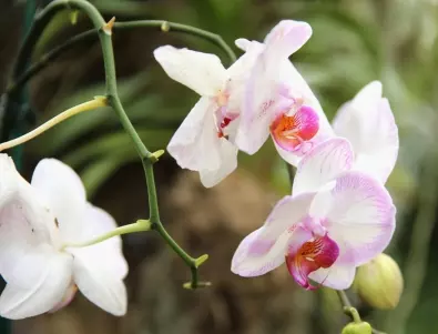 Стъблото на орхидеята пожълтява? Ето какви могат да бъдат причините