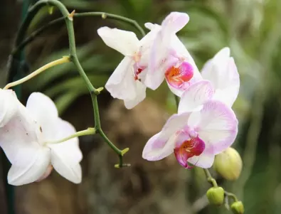 Как да накарате орхидеята да цъфти без пръскане и поливане