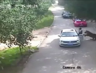 Тигър нападна и уби на място жена в парк в Китай (ВИДЕО)