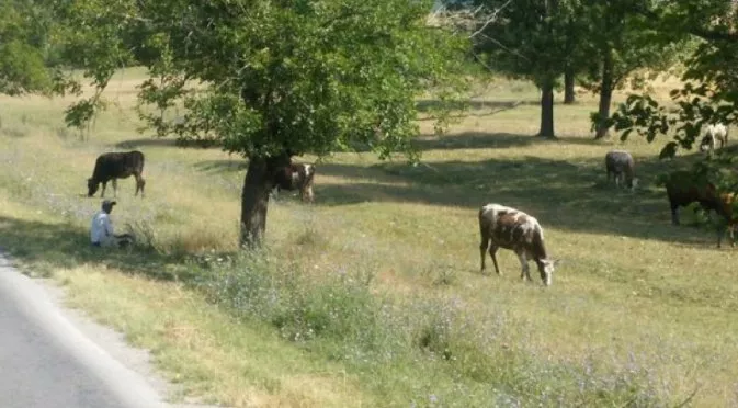 СНИМКА: Крави посрещнаха Звезда в Разград