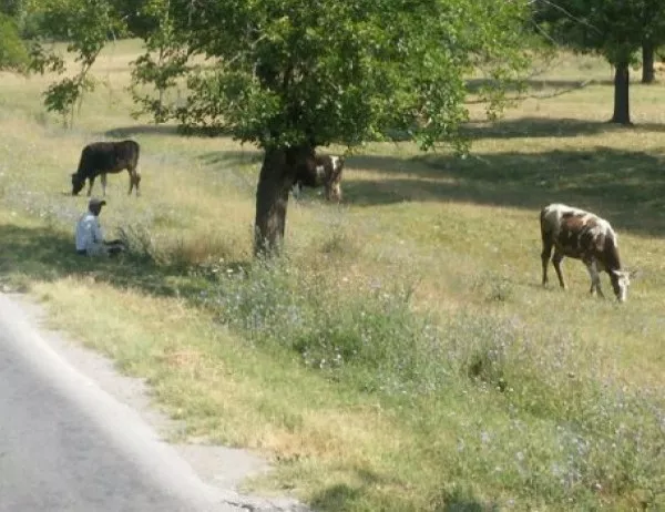 Официално: Силна отрова е погубила крави от стопанство край Гоце Делчев