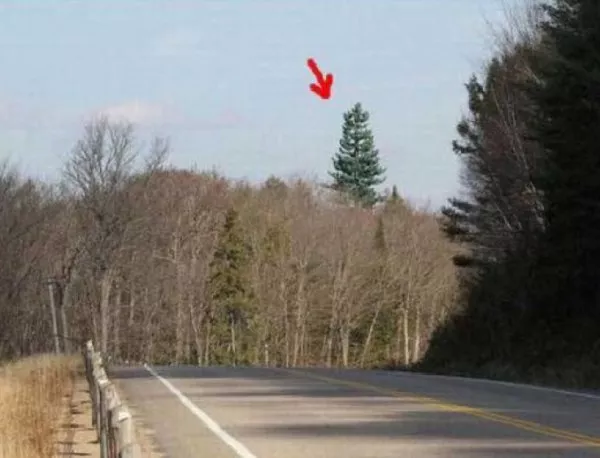 Мислите си, че това е дърво? По-добре погледнете отново!
