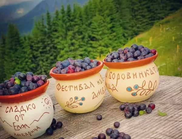 Фестивал на боровинките се провежда за трети път в Троянския Балкан