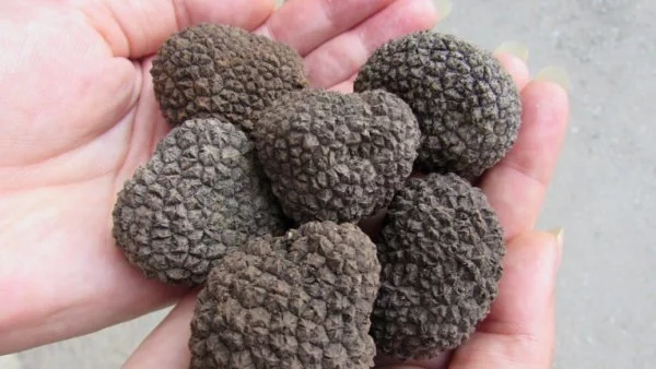 Ловците на трюфели искат закон