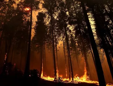 Пожар унищожи 9 дка гора в местността Райчевото в Златарица
