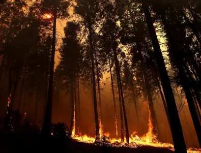 Над 5000 дка широколистна гора е засегната от пожара между селата Изворово и Дрипчево