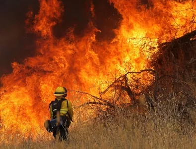 Повече от 2 млн. животни са убили горските пожари в Боливия 