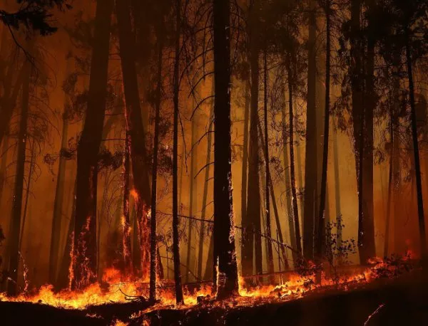 25 000 дка гори са изгорели тази година