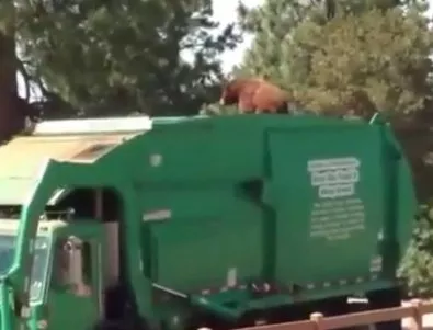 Мечка се вози на покрива на боклукчийски камион (ВИДЕО)