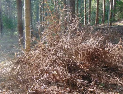 Приоритетно се събира дървесината, пострадала от корояд в Смолянско