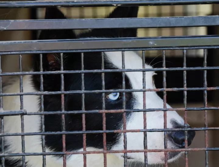 "Четири лапи" ще кастрира бездомни животни във Видин до края на месеца