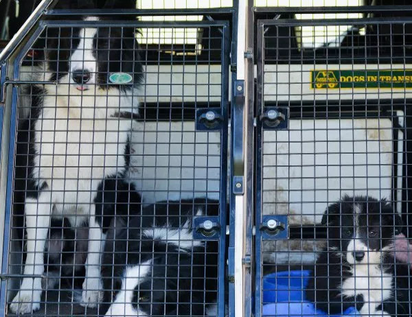 70 бездомни кучета са били осиновени през май