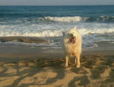 Застреляха по жесток начин домашно куче на варненски плаж (ВИДЕО)