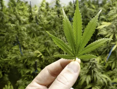 Граждани искат Финландия да легализира марихуаната