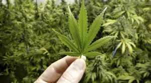 Още два американски щата легализираха марихуаната 