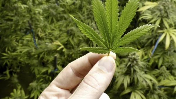 Уругвай официално позволи продажбата на марихуана