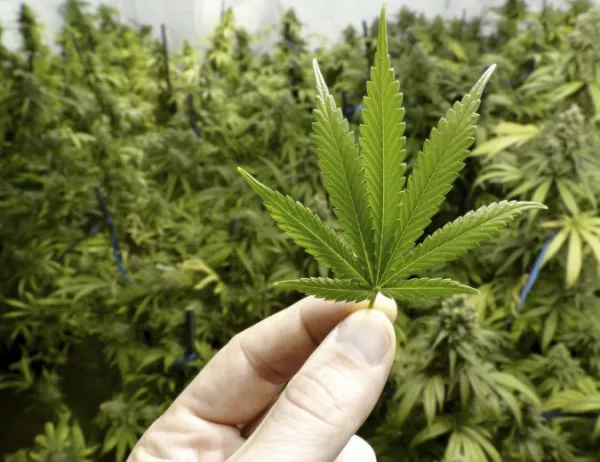 САЩ одобри лекарство на базата на марихуана