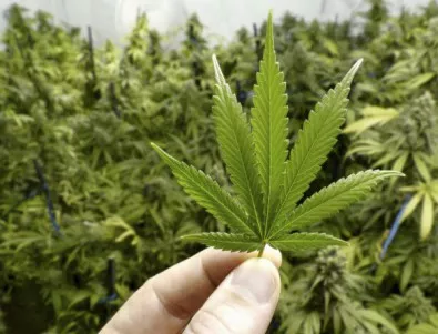 В Грузия разрешиха марихуаната за лично ползване