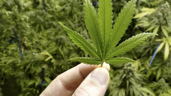 В Грузия разрешиха марихуаната за лично ползване
