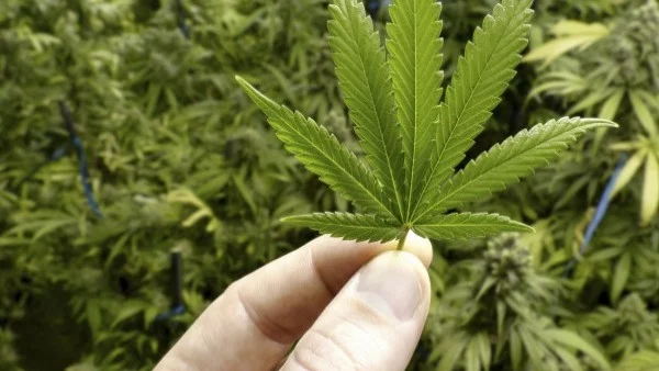 Канадците са похарчили 5,7 млрд. долара за марихуана през 2017 г. 