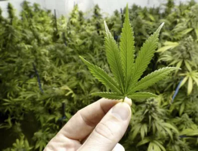 И Нова Зеландия ще решава на референдум дали да легализира марихуаната 