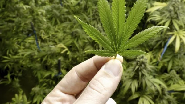 И Нова Зеландия ще решава на референдум дали да легализира марихуаната "за развлечение"