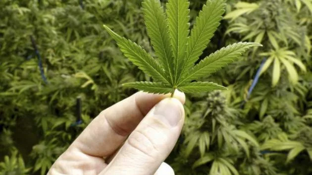Плантация с марихуана разкриха в Подбалкана