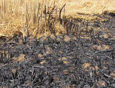 3000 дка сухи треви изгоряха в Пазарджишко