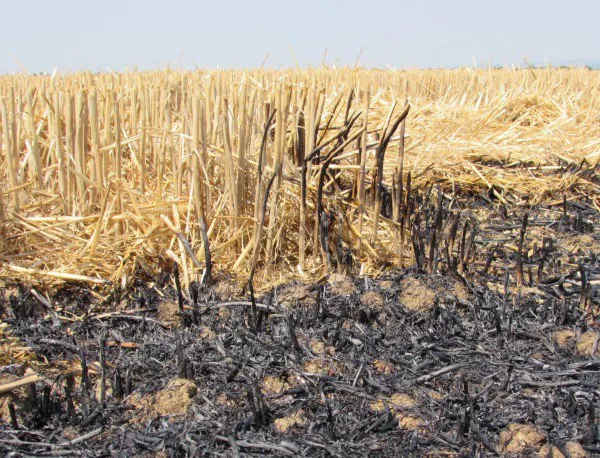 Сухи треви горят край село Звъничево