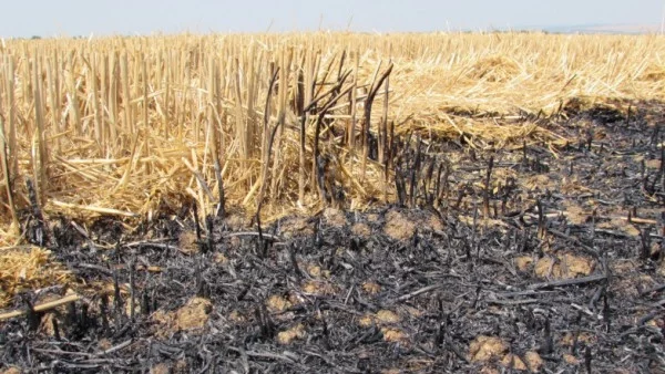 Държавата готви солени глоби за палене на стърнища