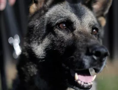 Седем случая на кучешка тения са регистрирани в различни райони на Варненско