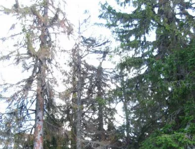 Вредители унищожават горски масиви край Асеновград 