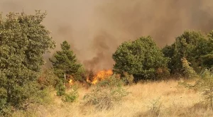Близо 400 пожара са бушували в горите от началото на годината