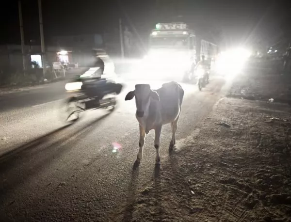 Кравите в Индия ще светят в тъмното