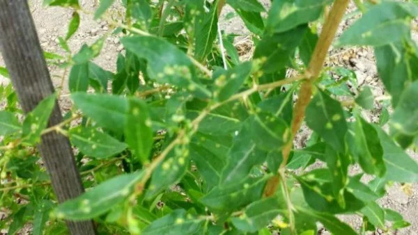 БАБХ предприе мерки срещу нов за страната вредител, който напада 