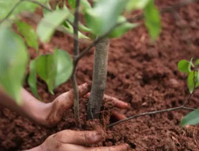 Засаждат 50 000 дървета в цяла България