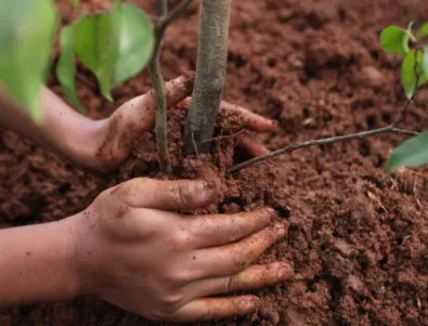 Стотици дръвчета ще бъдат засадени в чест на Деня на Земята 