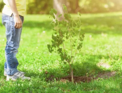 3000 дръвчета ще бъдат засадени на територията на община Елин Пелин