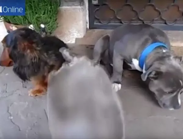 Куче изгаря от срам, че е изяло стелка на обувка (Видео)