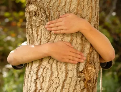 ИТ приложение идентифицира и отбелязва дървета в старозагорския парк „Бедечка