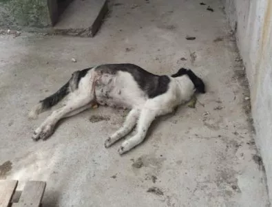 10 000 поискаха затваряне на ужасяващия приют за кучета в Кърджали