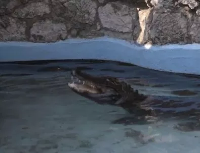 Вижте най-стария алигатор в света (ВИДЕО)