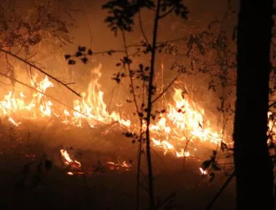 Унищожените гори от пожари са 40 хил. декара